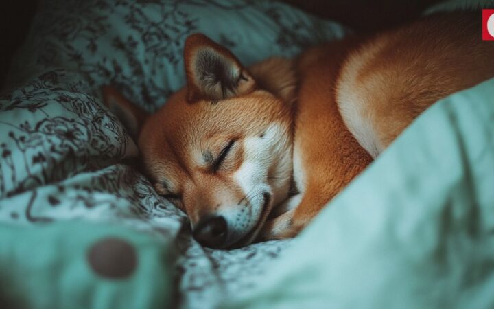 معدل حرق شيبا اينو Shiba Inu يقفز بنسبة 2,713٪، فهل يتبع السعر؟