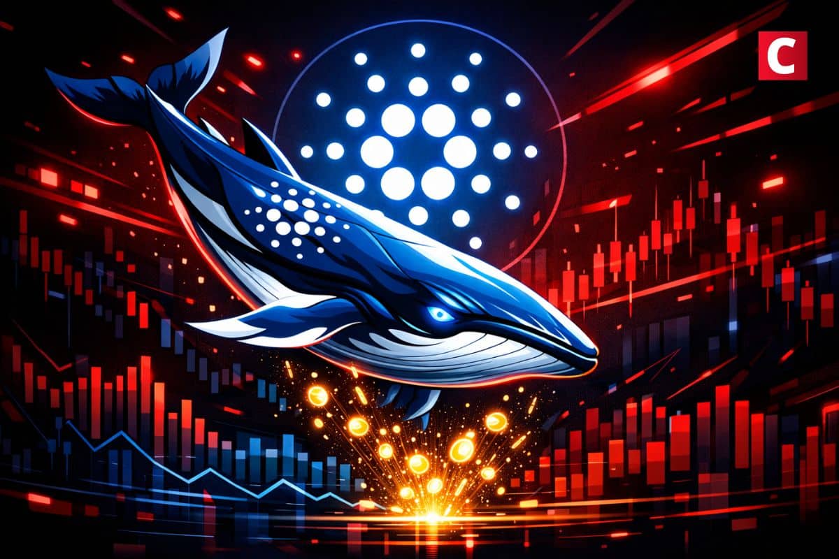 Chute du volume sur Cardano : les baleines continuent d’accumuler