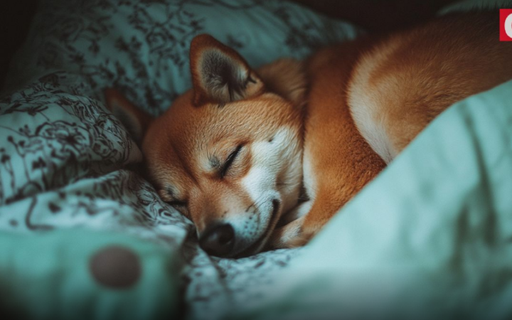 Shiba Inu Yakım Oranı Zincir Üstü Hareketle Yüzde 2.713 Arttı, SHIB Fiyatı Takip Edecek mi?
