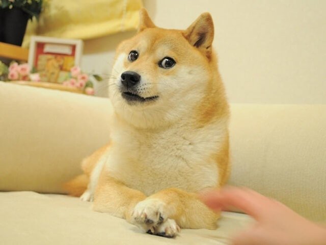On February 23rd, 2010, Japanese kindergarten teacher Atsuko Sato posted several photos of her rescue-adopted Shiba Inu dog Kabosu to her personal blog. Among the photos included a peculiar shot of Kabosu sitting on a couch while glaring sideways at the camera with raised eyebrows. Photo: Atsuko Sato