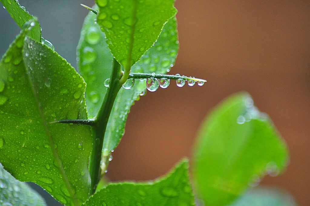 Eco Farming Project BioCoin to Hold the First Legally Compliant ICO in Russia