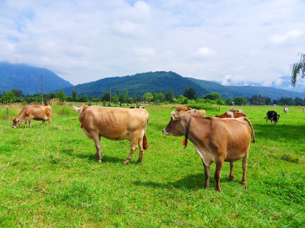 Agricultural Meets Blockchain as MilkCoin Aims to up Russian Food Production