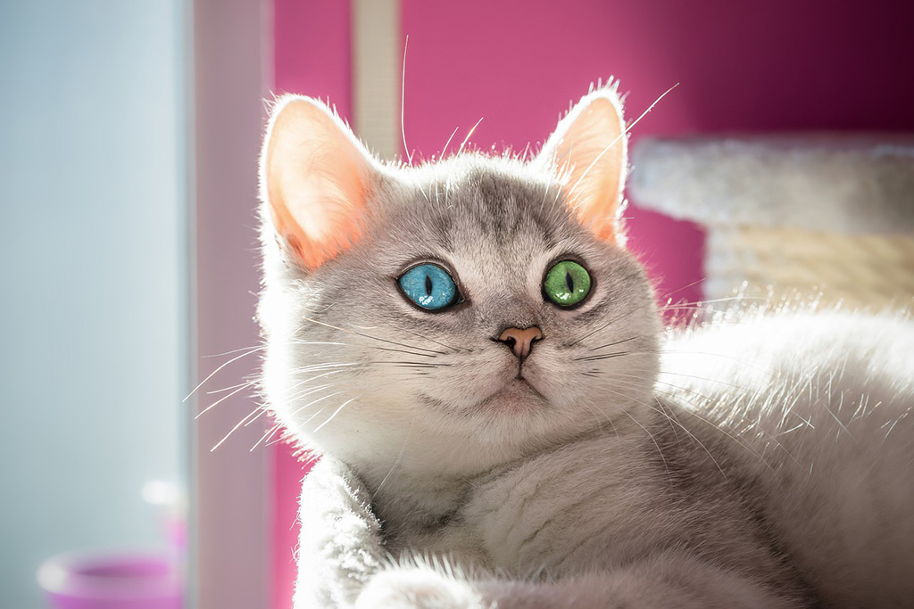 https://pixabay.com/photos/cat-cat-face-kitten-animal-world-4244010/