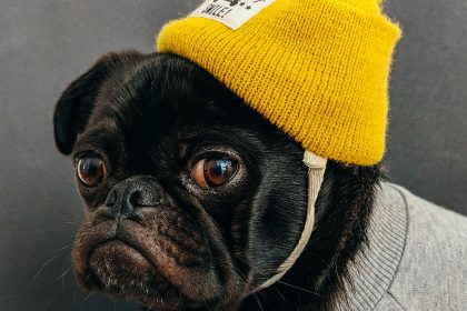 The Future of Petcare: How Blockchain Can Help Petcare Companies Gain Integrity?