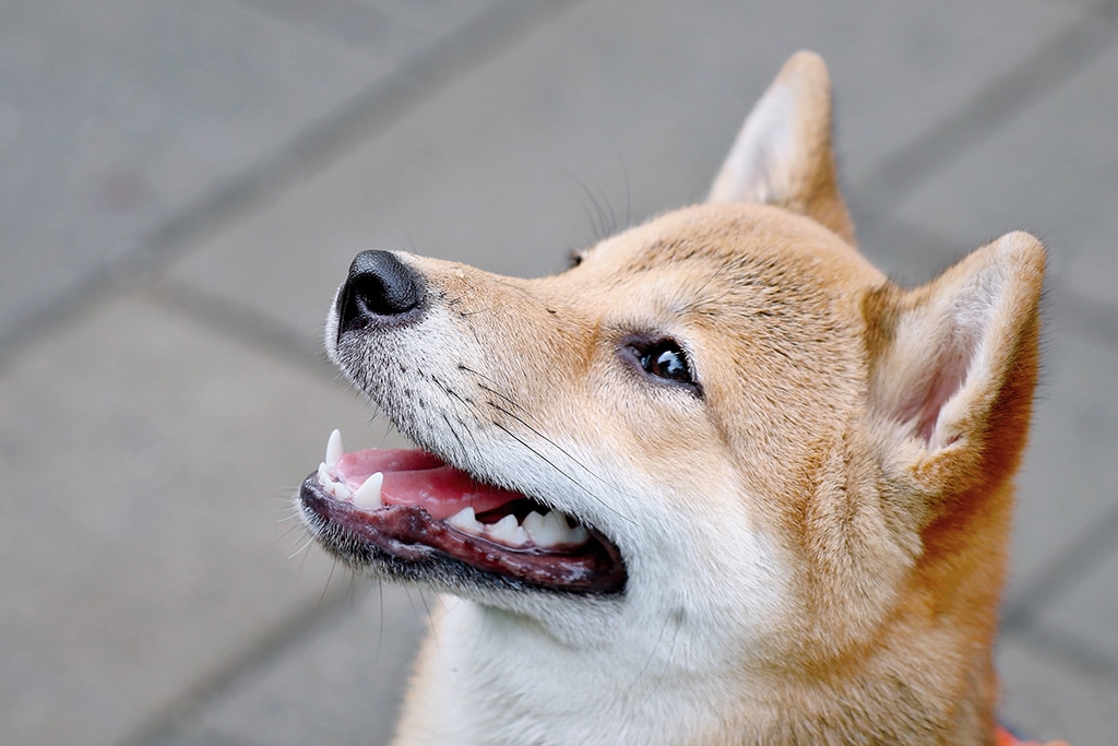 Binance Announces Listing of Dogecoin Competitor Shiba Inu Coin and Its Perpetual Futures