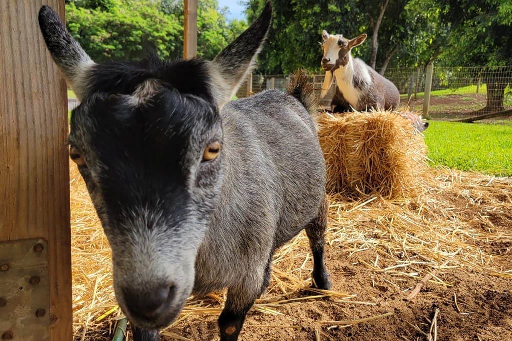 Facebook CEO Mark Zuckerberg Names Pet Goats ‘Max’ and ‘Bitcoin’, Triggers Reactions