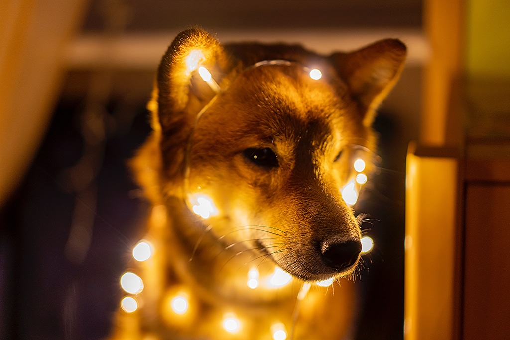 Shiba Inu (SHIB) Price Hits 40$ as Vitalik Buterin Burns 410 Trillion Tokens worth $6.7 Billion