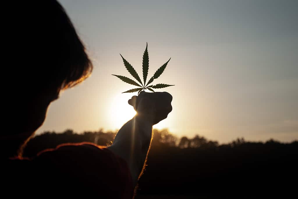 PharmaCann Plans IPO Ahead of Cannabis Legalization in New York