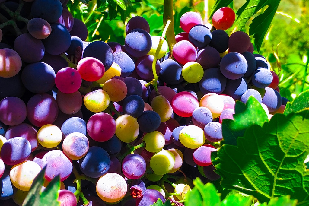 Solana’s Grape Network Raises $1.8 Million in One Week