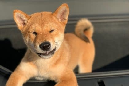 Dogecoin Value Spikes Momentarily as Elon Musk Posts Photo of Shiba Inu Puppy Floki
