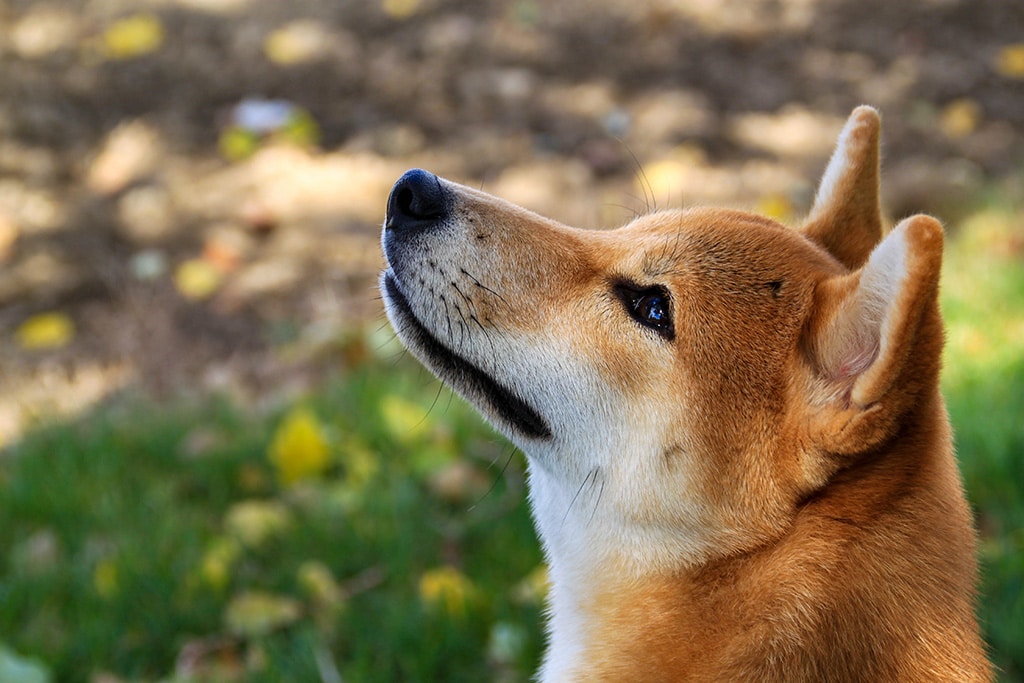 Shiba Inu Begins Its Weekly Trading Session on Bullish Note, SHIB Price Up 20%