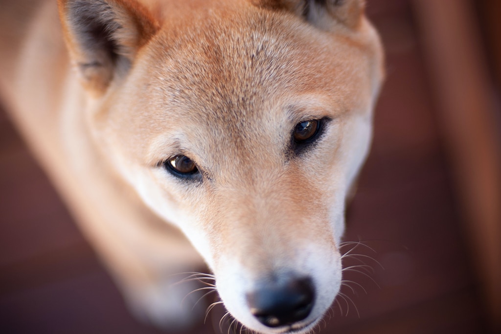 Shiba Inu (SHIB) Price Spikes 8% on Fake News of Robinhood Listing