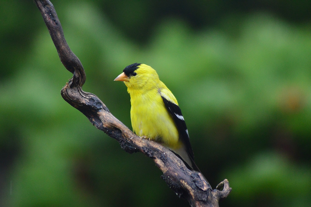 Coinbase Pro Adds Support for Goldfinch Protocol, GFI Shoots 14%