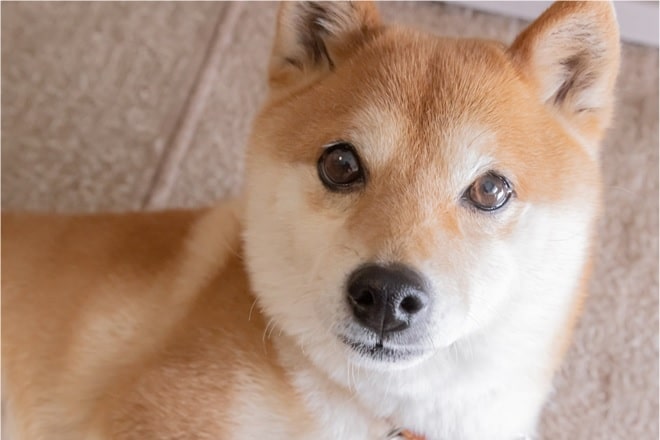 The Art of Investing Early - How Shiba Inu (SHIB) Made Millionaires and Is Seesaw Protocol (SSW) Next?