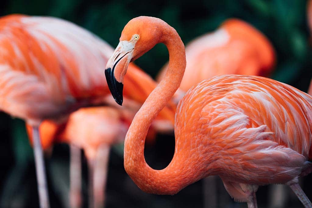 FlamingoDAO NFT Collection Now at $1 Billion