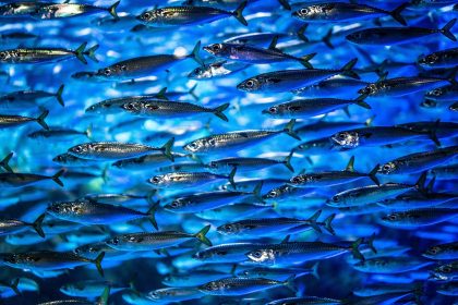 Crypto Compliance Platform Sardine Secures $19.5M in Funding Led by Andreessen Horowitz