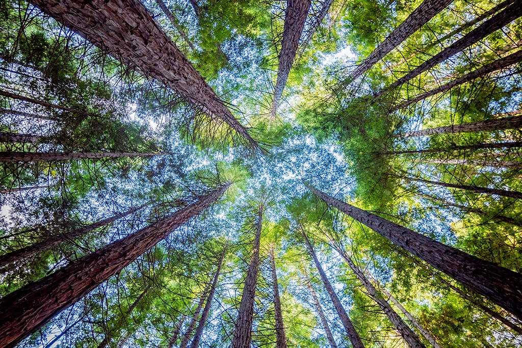 Sequoia Capital Launches Sequoia Crypto Fund to Invest Up to $600M in Crypto Startups 