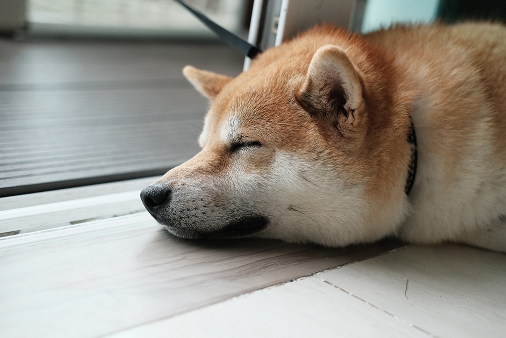 Shiba Inu Announces Plans for Metaverse with Proposed Virtual Real Estate