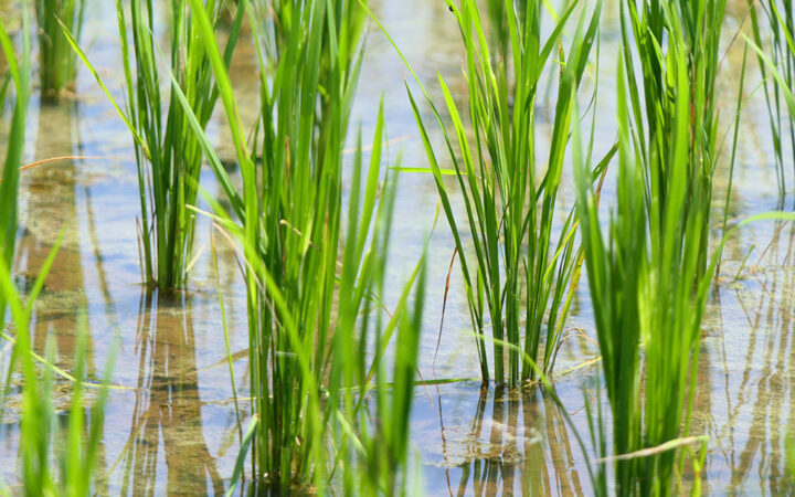 China’s Heavy Rains Pose Threat to Global Rice Market