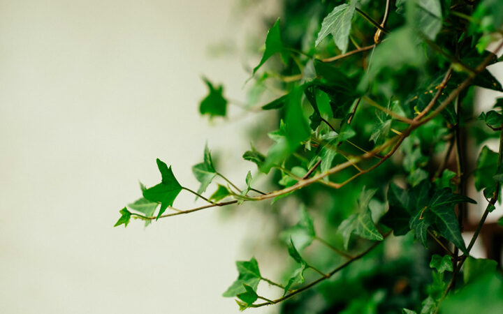 Ivy Secures $20M in Funding while Taking Open-Banking Payments Global