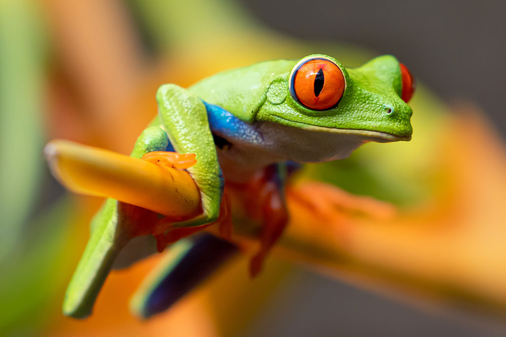 Pepe Coin’s Price Plummets 20% amidst Significant Wallet Movements and Security Concerns