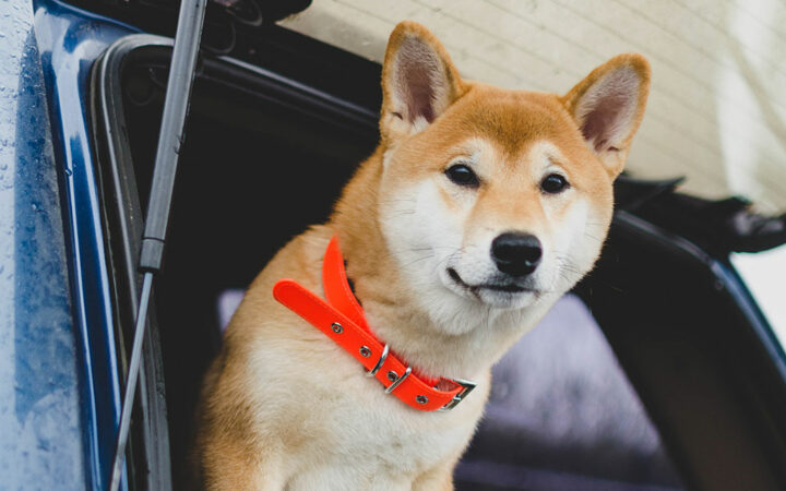 Shibarium Achieves 1 Million Wallets Milestone amid SHIB Price Challenges