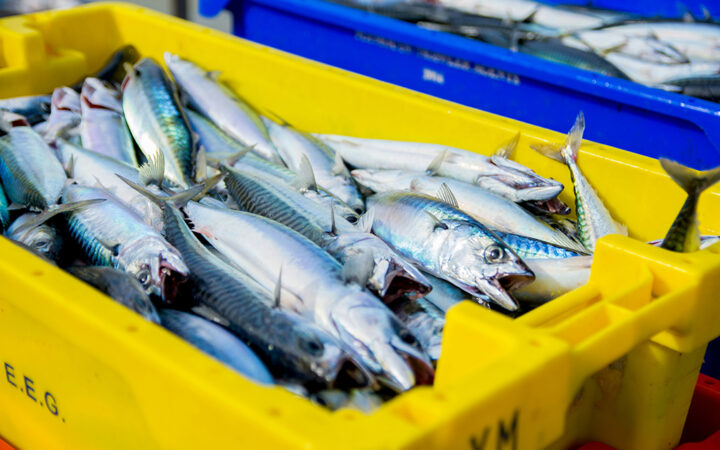 Sam Bankman-Fried’s Prison Transition: From Crypto Mogul to Mackerel Trader