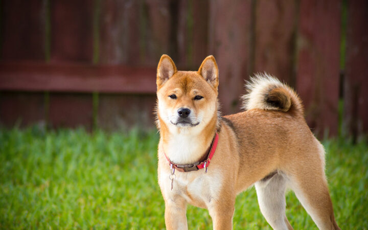 Solana’s BONK to List on American Exchange Coinbase as Bonk Price Surges 8%