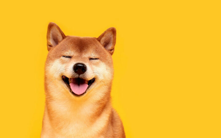 Shiba Inu News: SHIB Price Consolidates, while Helium and Everlodge Top the Charts
