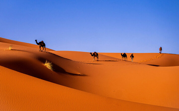 Decentralized AI Network Sahara Secures $6M to Democratize Global Knowledge Access