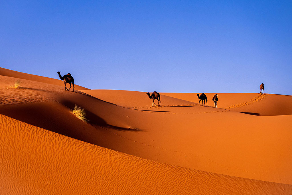 Decentralized AI Network Sahara Secures $6M to Democratize Global Knowledge Access