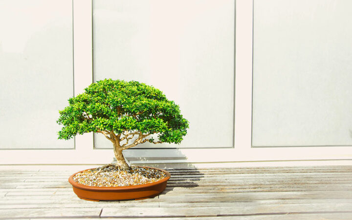Bonsai3 Takes on Web3 and AI Development with Platform Upgrade