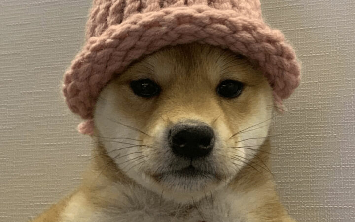 Iconic Photo of Dogwifhat Meme Coin Nets $4.3M in NFT Auction