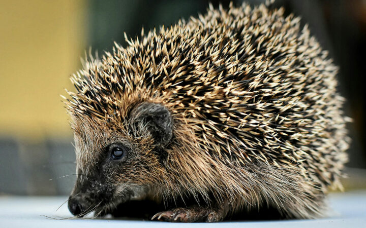 Hedgehog Protocol Secures $1.5M in Funding to Improve Blockchain Efficiency