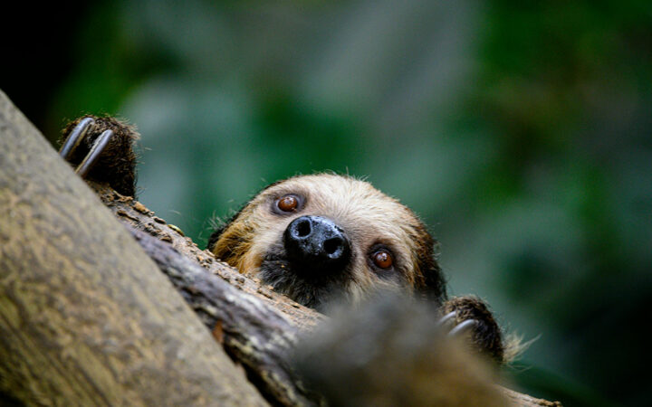 Irreversible Mistake Turns Solana-based Slerf Meme Coin Extremely Popular