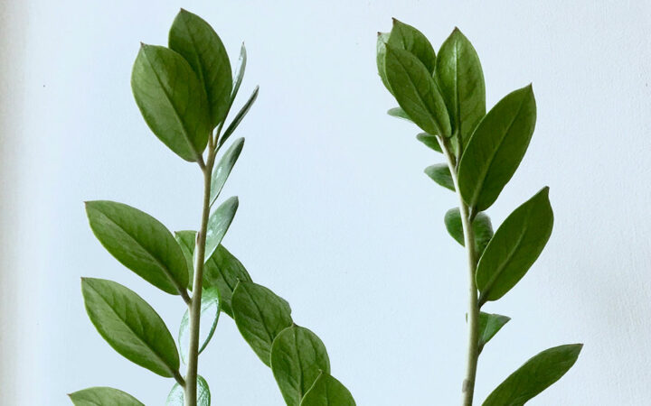 Ethereum L2 Metis Launches Sequencer Mining