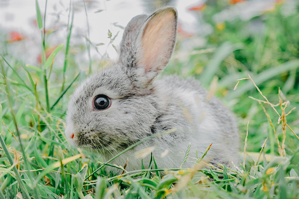 AI Company Rabbit Denies NFT Scam Allegations