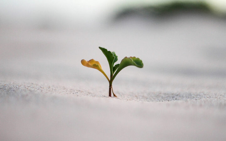 Pump.fun Meme Coin Launchpad Surpasses $50M in Revenue