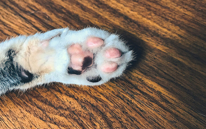 Catizen Community Slams Project Developers for Key Airdrop Changes