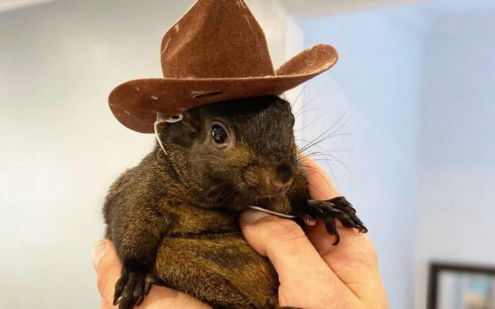 Peanut the Squirrel Owner Sues Binance for Alleged IP Theft