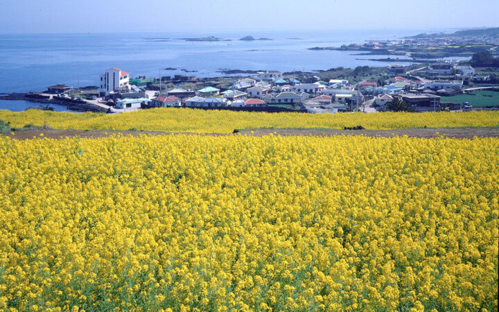 South Korea’s Jeju Island to Launch NFT-powered Visitors Card