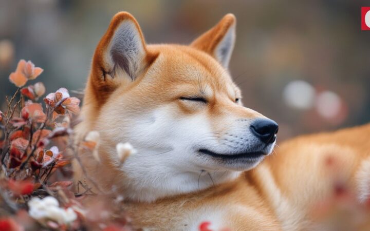 Shiba Inu (SHIB) Turns 5: 70% Upside Potential as Burn Rate Explodes 2,200%