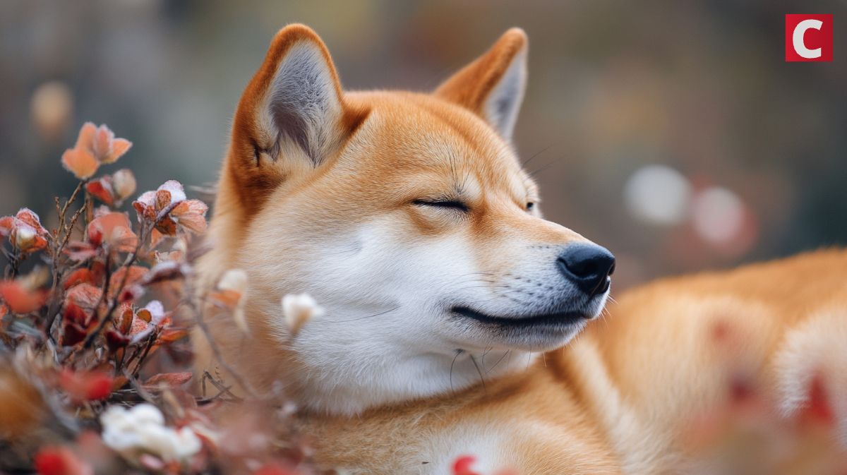 an image