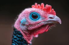 Kraken Kicks Off $50K Turkey Trading Competition 2025